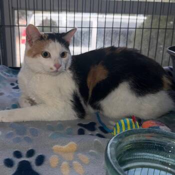 Domestic Short Hair Cats Available for Adoption - Juliette | PetCurious