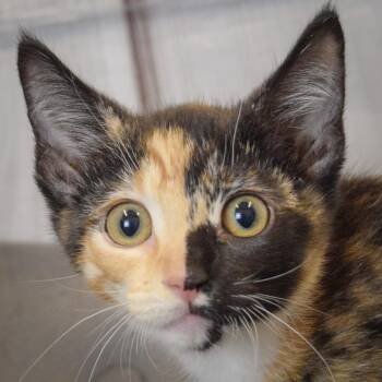 Goldie -  Calico and Domestic Short Hair Cat for Adoption in Huntley, Illinois - Goldie | PetCurious