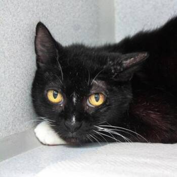 Bobbie Jo -  Domestic Short Hair Cat for Adoption in Atlanta, Georgia - Bobbie Jo | PetCurious