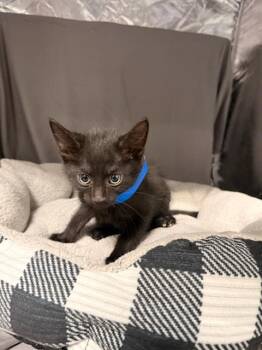 FETA -  Domestic Short Hair Cat for Adoption in Grovetown, Georgia - FETA | PetCurious