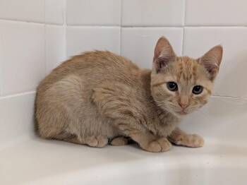 Alonzo -  Domestic Short Hair Cat for Adoption in Walla Walla, Washington - Alonzo | PetCurious