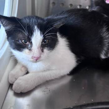 Skellie -  Domestic Short Hair Cat for Adoption in Norman, Oklahoma - Skellie | PetCurious