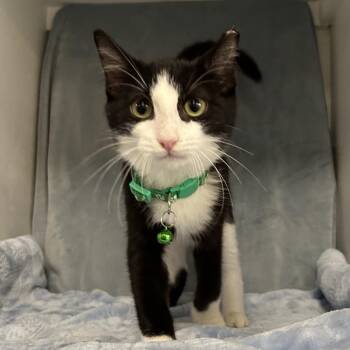 Rollo Louisiana -  Domestic Short Hair Cat for Adoption in Denver, Colorado - Rollo Louisiana | PetCurious