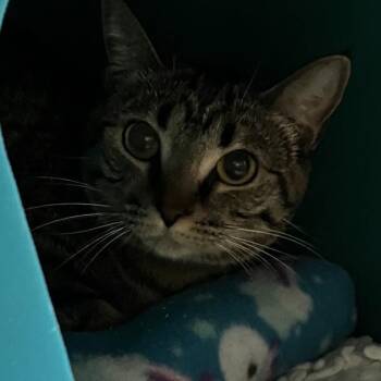 Domestic Short Hair Cats Available for Adoption in Uniontown, Pennsylvania - Mila | PetCurious