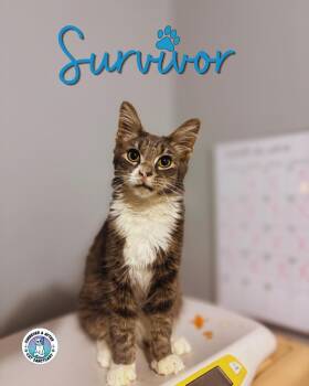 Survivor -  Domestic Medium Hair Cat for Adoption in Austintown, Ohio - Survivor | PetCurious
