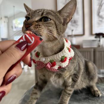 Rescue Domestic Short Hair Cats for Adoption in South Miami, Florida - Lara | PetCurious