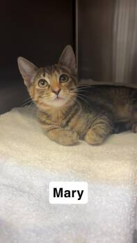 Mary -  Domestic Short Hair Cat for Adoption in North Brunswick Township, New Jersey - Mary | PetCurious