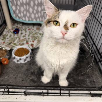 Oswald -  Domestic Medium Hair Cat Available for Adoption in Mears, Michigan - Oswald | PetCurious