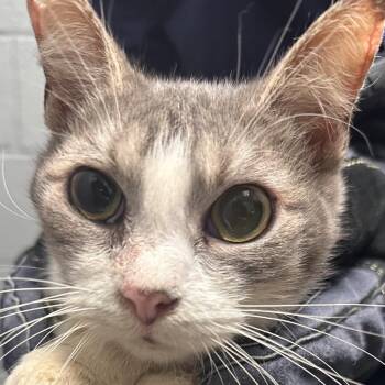 Madalena -  Domestic Short Hair Cat for Adoption in Allentown, Pennsylvania - Madalena | PetCurious