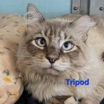 Beckett -  Siamese Cat for Adoption in Albuquerque, New Mexico - Beckett | PetCurious