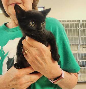 Joan Jett -  Domestic Short Hair Cat for Adoption in Slidell, Louisiana - Joan Jett | PetCurious