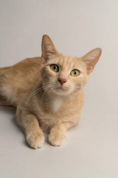Peaches -  Domestic Short Hair Cat for Adoption in Stoughton, Wisconsin - Peaches | PetCurious