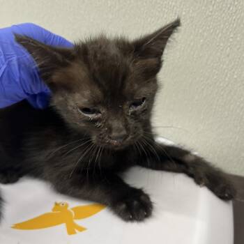 Ruby -  Domestic Short Hair Cat for Adoption in Tampa, Florida - Ruby | PetCurious