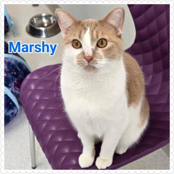 Domestic Short Hair Cats Available for Adoption - Marshy (Marshmallow) | PetCurious