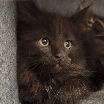 Butch -  Domestic Long Hair Cat for Adoption in Reno, Nevada - Butch | PetCurious