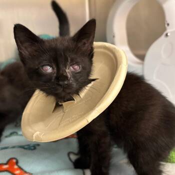 Capybara -  Domestic Short Hair Cat for Adoption in West Palm Beach, Florida - Capybara | PetCurious