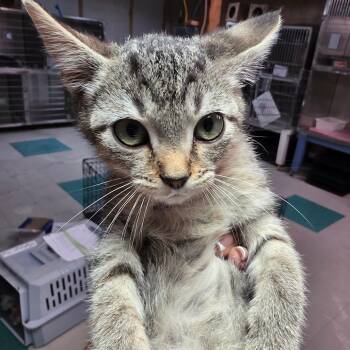 Melissa -  Domestic Short Hair Cat for Adoption in Leander, Texas - Melissa | PetCurious