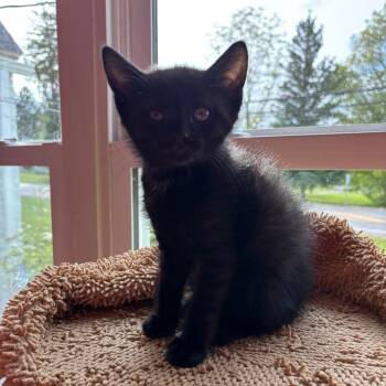 Domestic Short Hair Cats Available for Adoption in Granville, Ohio - Salty | PetCurious