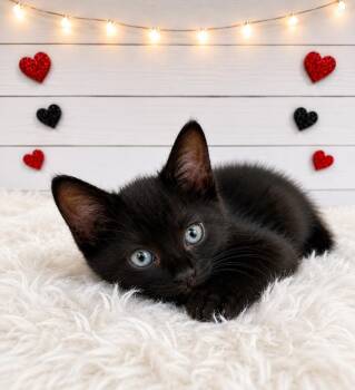 Surfer -  Domestic Short Hair Cat for Adoption in Corpus Christi, Texas - Surfer | PetCurious
