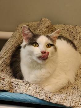 Cutie pie -  Domestic Medium Hair Cat for Adoption in New Britain, Connecticut - Cutie Pie | PetCurious