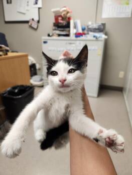 A141712 -  Domestic Short Hair Cat for Adoption in Burbank, California - A141712 | PetCurious
