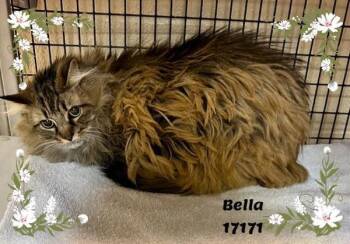 Domestic Long Hair Cats Available for Adoption - Bella(clinic2) | PetCurious