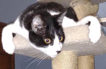 Rescue Tuxedo Cats for Adoption in Metairie, Louisiana - A Cat Named Booger Aka Mr. Personality | PetCurious