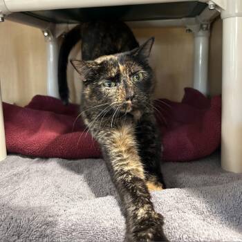 Domestic Short Hair Cats Available for Adoption in Chesapeake, Virginia - Nylah FKA Butterbean | PetCurious