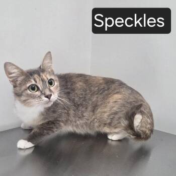 Speckles -  Domestic Short Hair Cat for Adoption in Snow Hill, North Carolina - Speckles | PetCurious