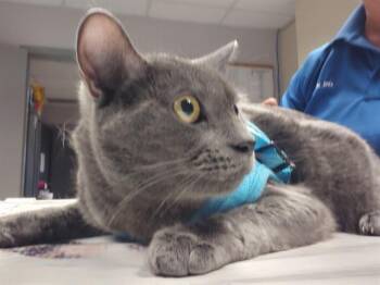 Domestic Short Hair Cats Available for Adoption in St. Cloud, Florida - BILLY | PetCurious