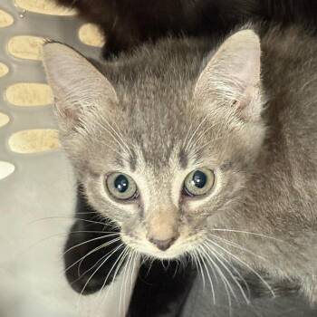 Jyn -  Domestic Short Hair Cat for Adoption in Jacksonville, Arkansas - Jyn | PetCurious