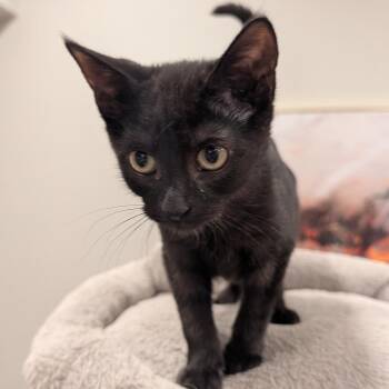 Lemon Drop -  Domestic Short Hair Cat for Adoption in Cumming, Georgia - Lemon Drop | PetCurious