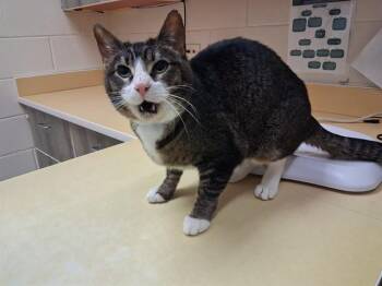 Domestic Short Hair Cats Available for Adoption in Colorado Springs, Colorado - NIGHTCRAWLER | PetCurious