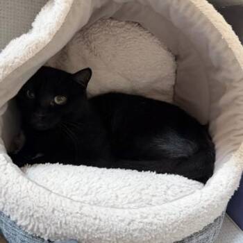 Mazda -  Domestic Short Hair Cat for Adoption in Richmond, Virginia - Mazda | PetCurious