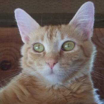 Ginger -  Domestic Medium Hair Cat for Adoption in Libby, Montana - Ginger | PetCurious
