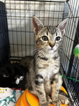 Bubba -  Tabby and Domestic Short Hair Cat for Adoption in Walnut Creek, California - Bubba | PetCurious