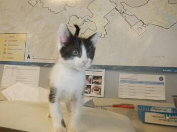 Domestic Short Hair Cats Available for Adoption in San Jose, California - BETTY | PetCurious