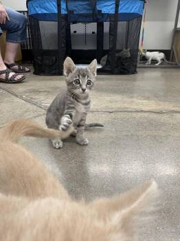 Toga -  Domestic Short Hair Cat for Adoption in Topeka, Kansas - Toga | PetCurious