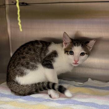 Gino -  Domestic Short Hair Cat for Adoption in Buffalo, New York - Gino | PetCurious