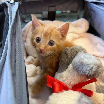 Panini Press 27 -  Domestic Short Hair Cat for Adoption in Austin, Texas - Panini Press 27 | PetCurious