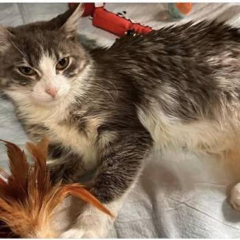 Domestic Long Hair Cats Available for Adoption in Buffalo, Minnesota - Poppy *Meet Me At Eagan Petsmart* | PetCurious