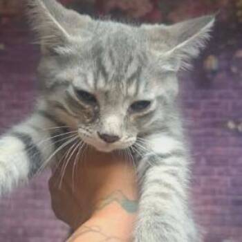 Mermaid -  Domestic Medium Hair and Domestic Short Hair Cat for Adoption in Fort Collins, Colorado - Mermaid | PetCurious