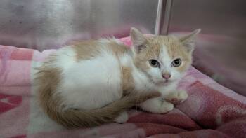 Rescue Domestic Short Hair Cats for Adoption in New Ulm, Minnesota - Hilda | PetCurious