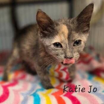 Katie Jo -  Domestic Short Hair Cat for Adoption in Waldorf, Maryland - Katie Jo | PetCurious