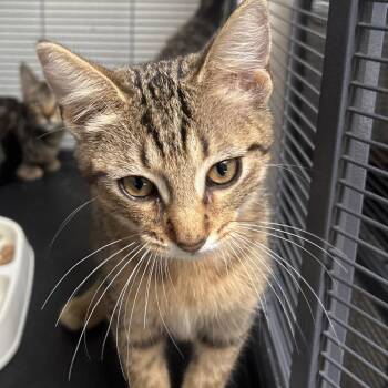 Stinger -  Domestic Short Hair Cat for Adoption in Dallas, Texas - Stinger | PetCurious