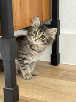 Tator Tot -  Domestic Long Hair Cat Available for Adoption in Fort Worth, Texas - Tator Tot | PetCurious