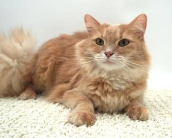 Gandy -  Domestic Long Hair and Domestic Short Hair Cat for Adoption in Bowling Green, Kentucky - Gandy | PetCurious