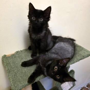 Birmingham & Liberty -  Domestic Long Hair Cat for Adoption - Birmingham & Liberty | PetCurious
