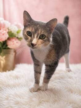 ROO -  Domestic Short Hair Cat for Adoption in Westminster, Maryland - ROO | PetCurious