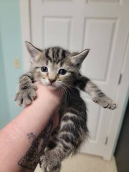 Rescue Domestic Short Hair Cats for Adoption in Harbor Springs, Michigan - Avery | PetCurious